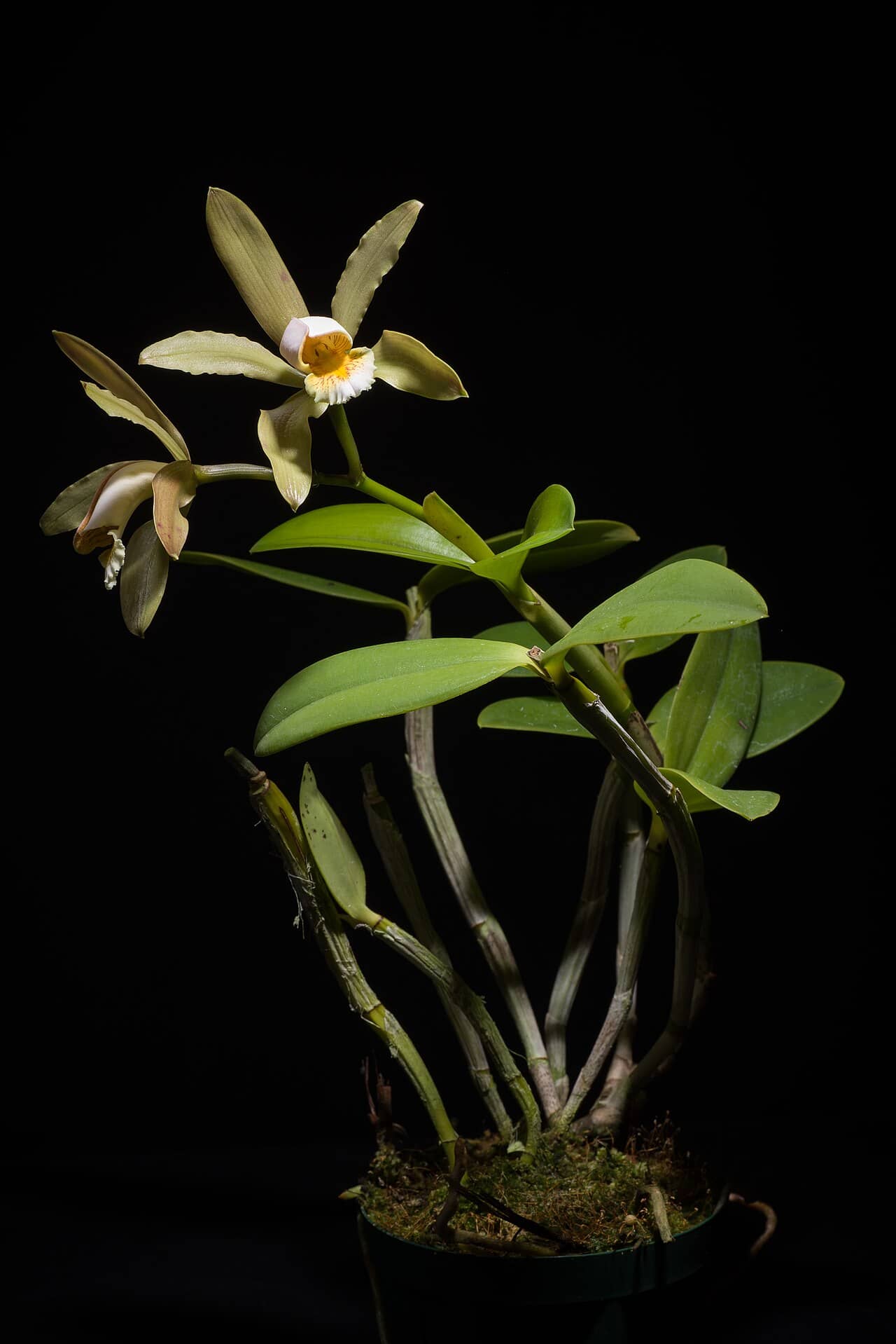 Cocktail Orchid (Cattleya forbesii), the whole plant.