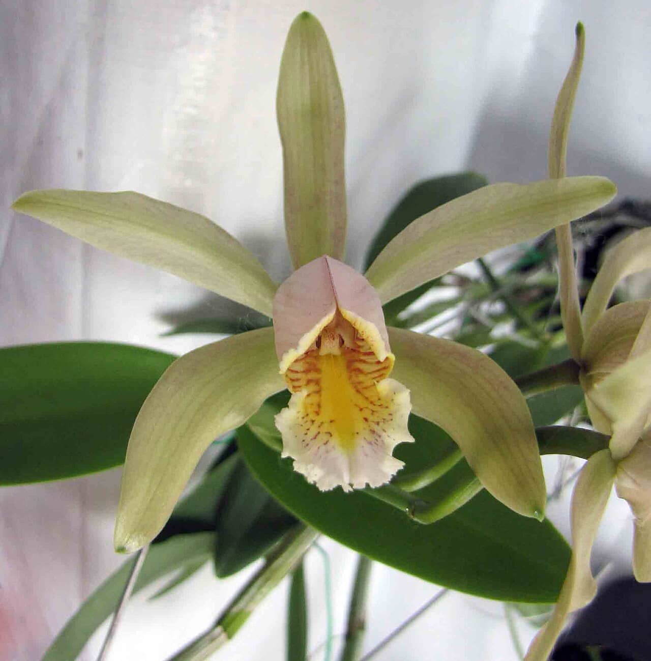 Flowers of Cocktail Orchid (Cattleya forbesii).