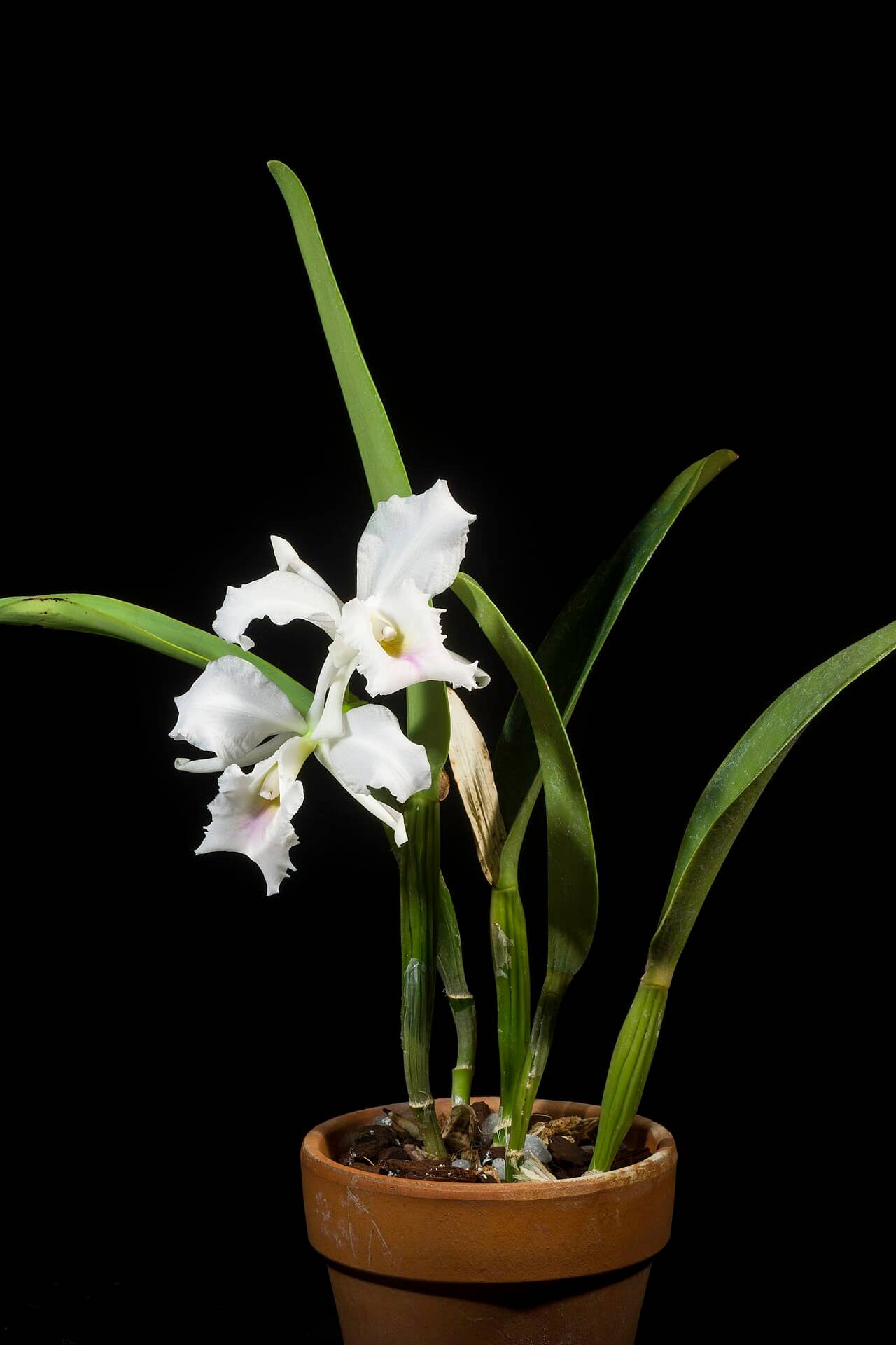Crimson Cattleya (Cattleya labiata), the whole plant.