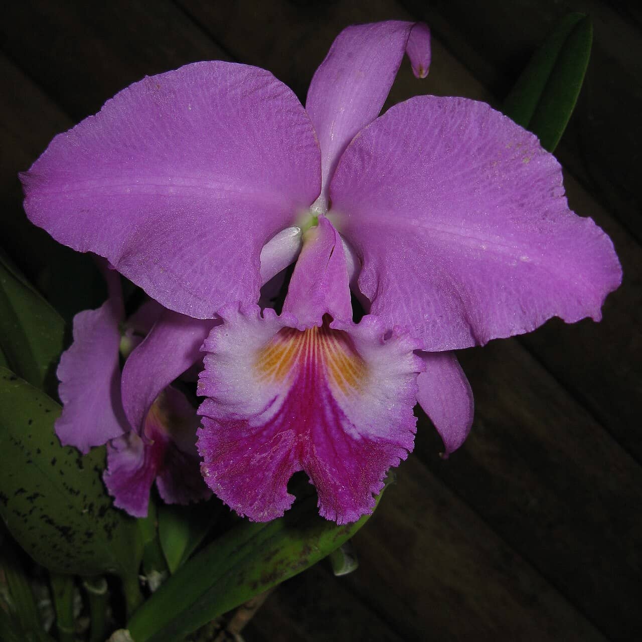 Flowers of Crimson Cattleya (Cattleya labiata).