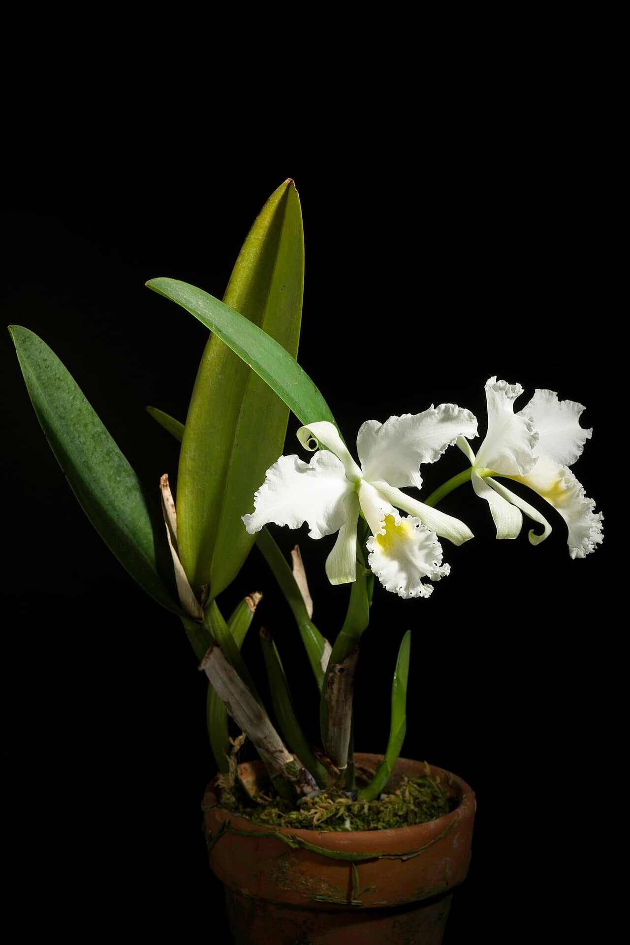 Easter Cattleya (Cattleya mossiae), the whole plant.