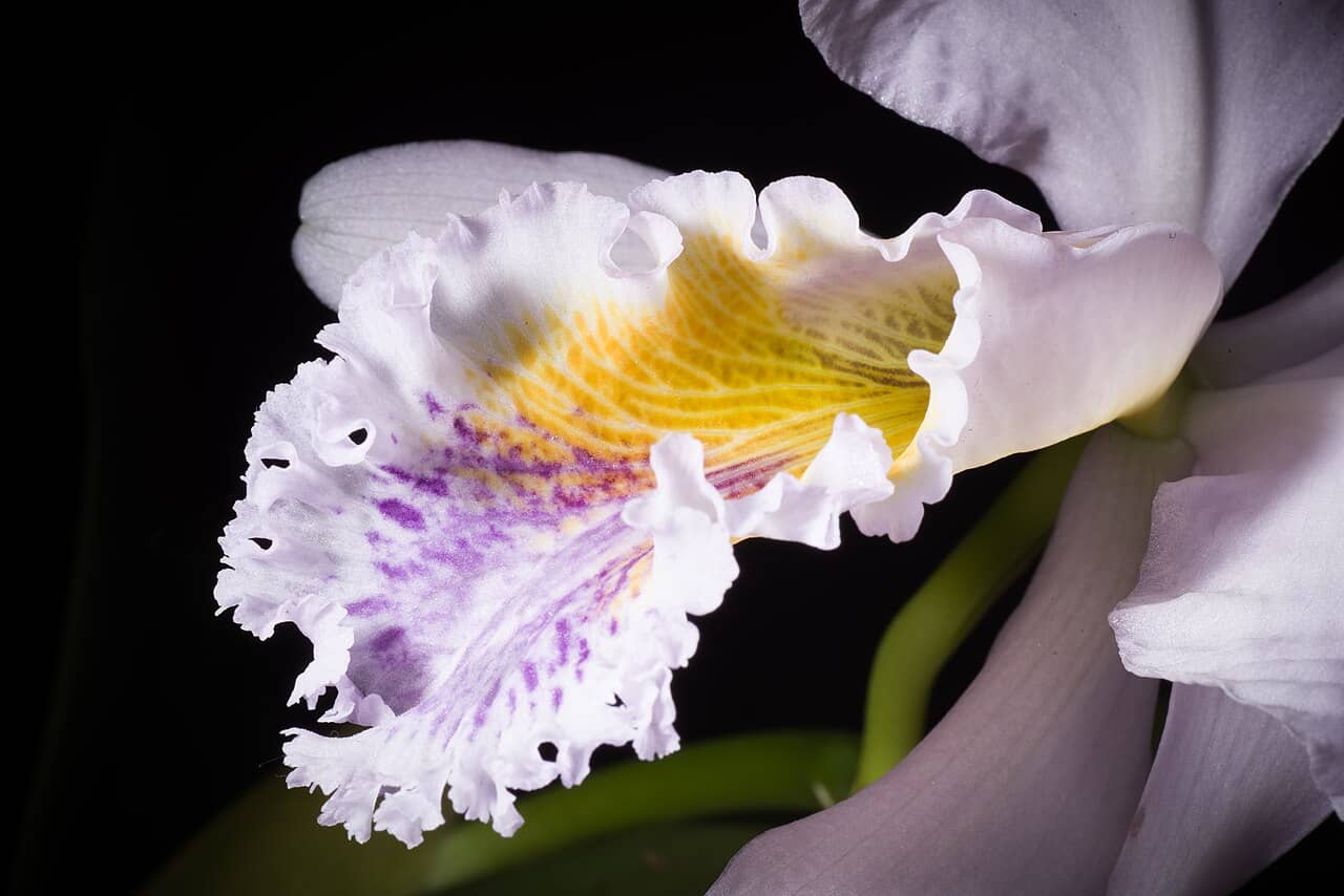 Flowers of Easter Cattleya (Cattleya mossiae).