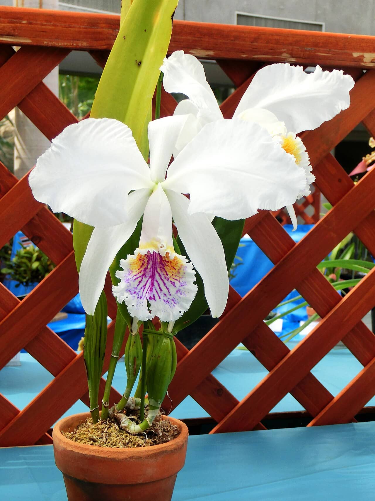 Easter Cattleya (Cattleya mossiae) growing in a pot.