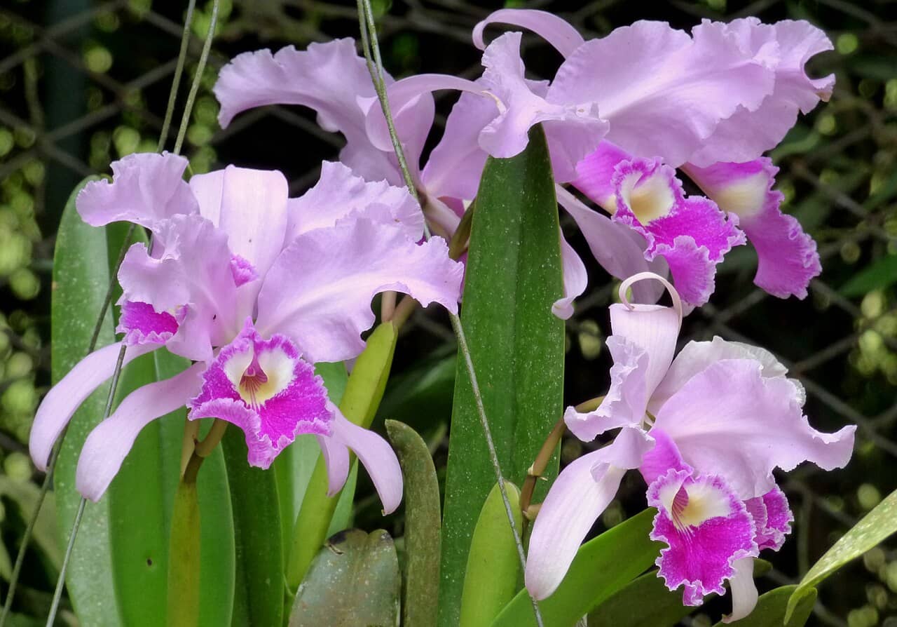 Christmas Orchid (Cattleya trianae), the whole plant.