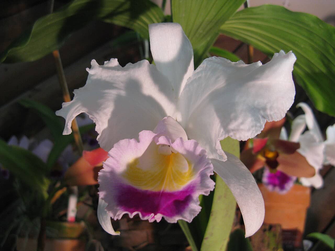 Flowers of Christmas Orchid (Cattleya trianae).