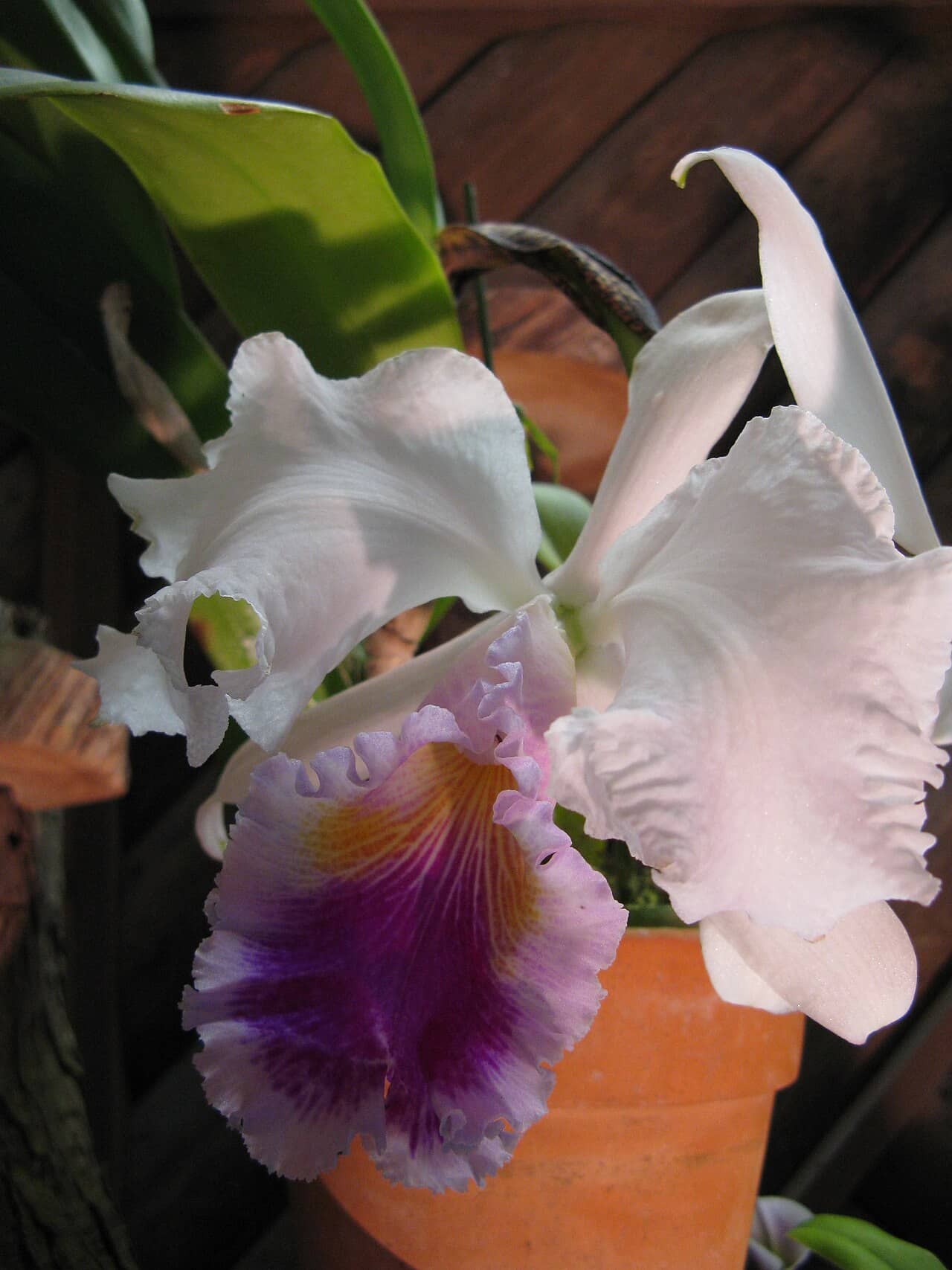 Christmas Orchid (Cattleya trianae) growing in a pot.