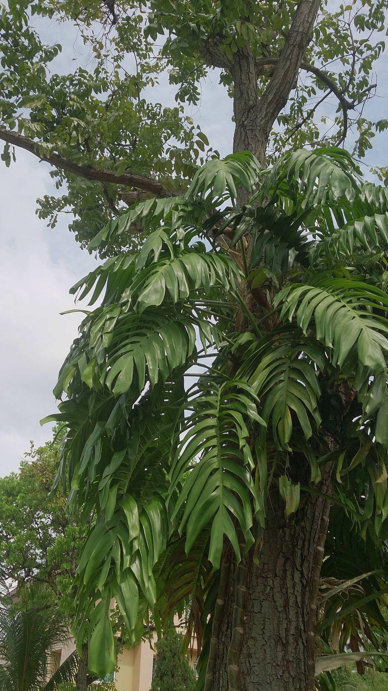 Centipede Tongavine (Epipremnum pinnatum), the whole plant.
