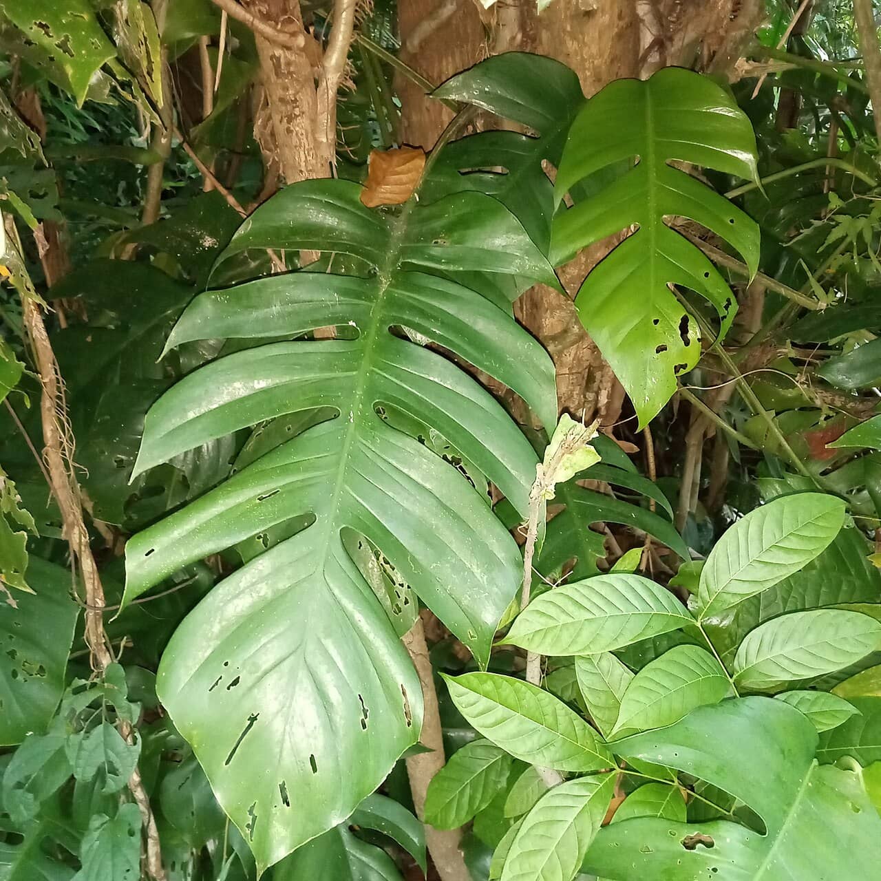 Close view of Centipede Tongavine (Epipremnum pinnatum) foliage.