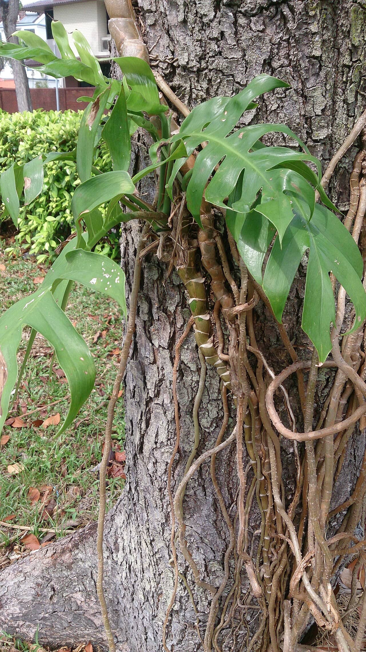 Centipede Tongavine (Epipremnum pinnatum) growing wild.