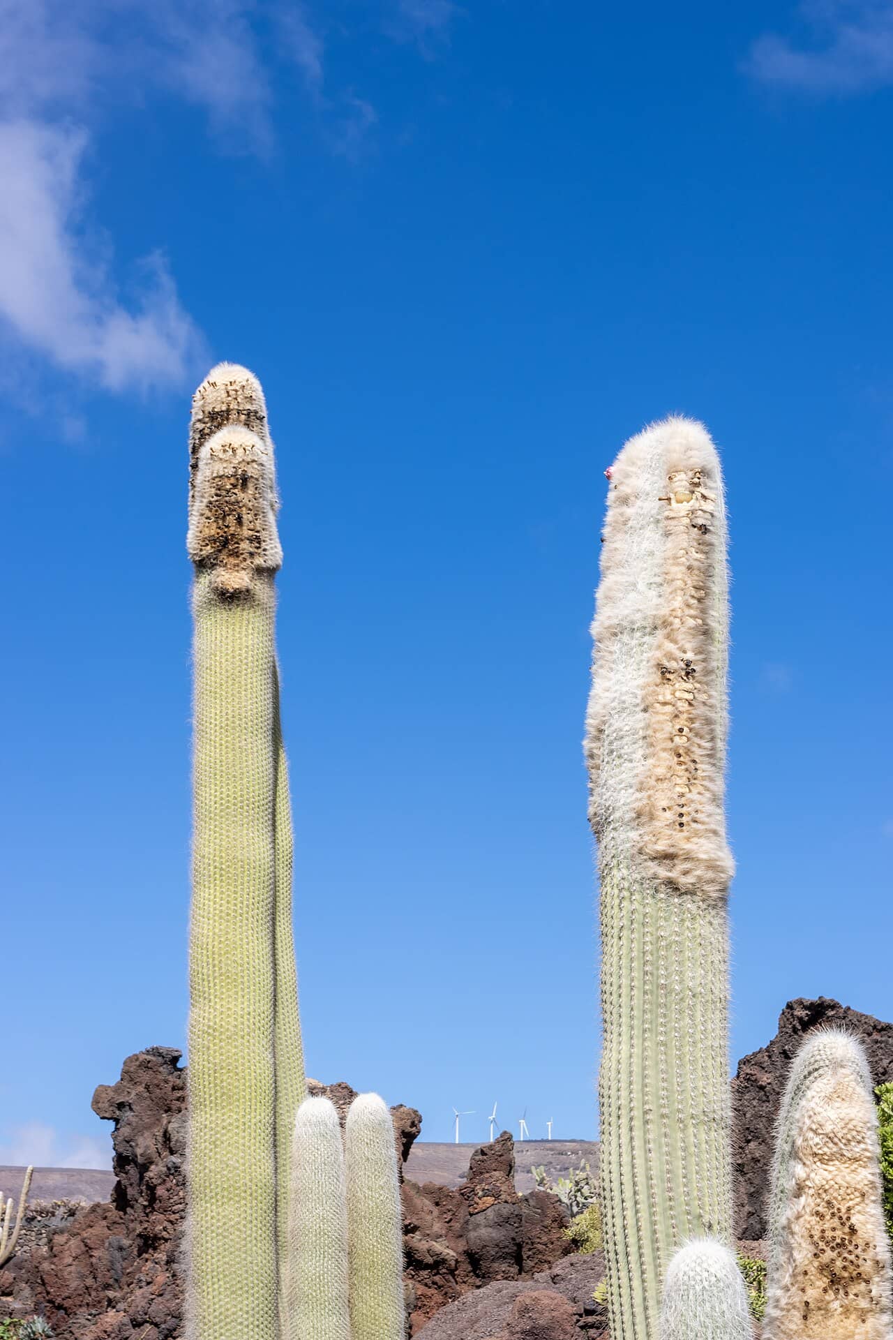 Bunny Cactus (Cephalocereus senilis), the whole plant.