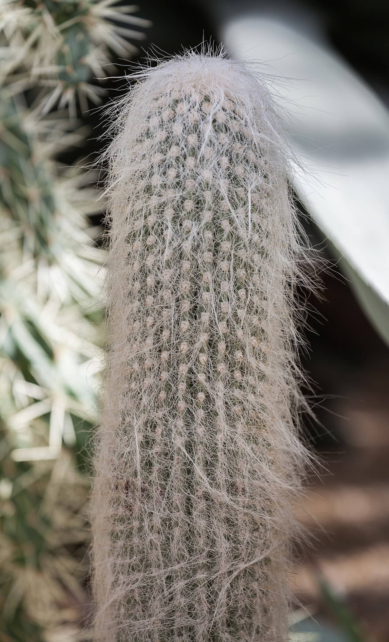 Close view of Bunny Cactus (Cephalocereus senilis) foliage.