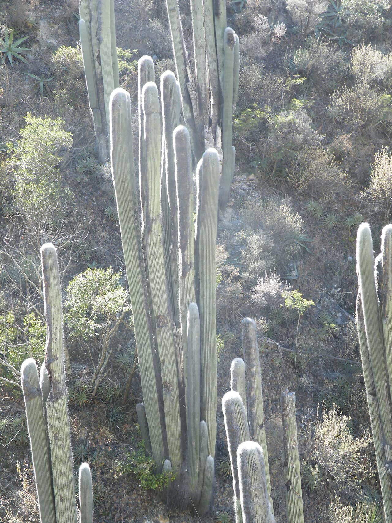 Bunny Cactus (Cephalocereus senilis) growing wild.