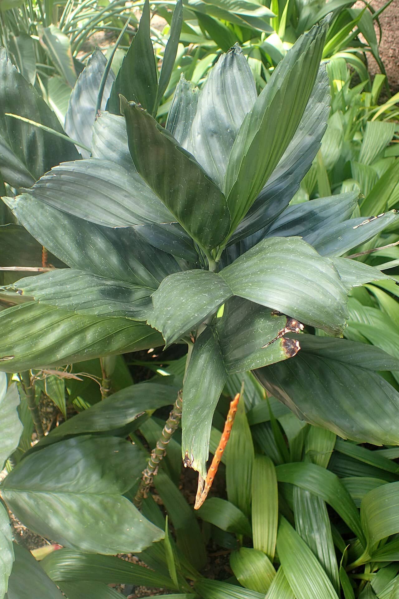Chamaedorea metallica (Chamaedorea metallica), the whole plant.