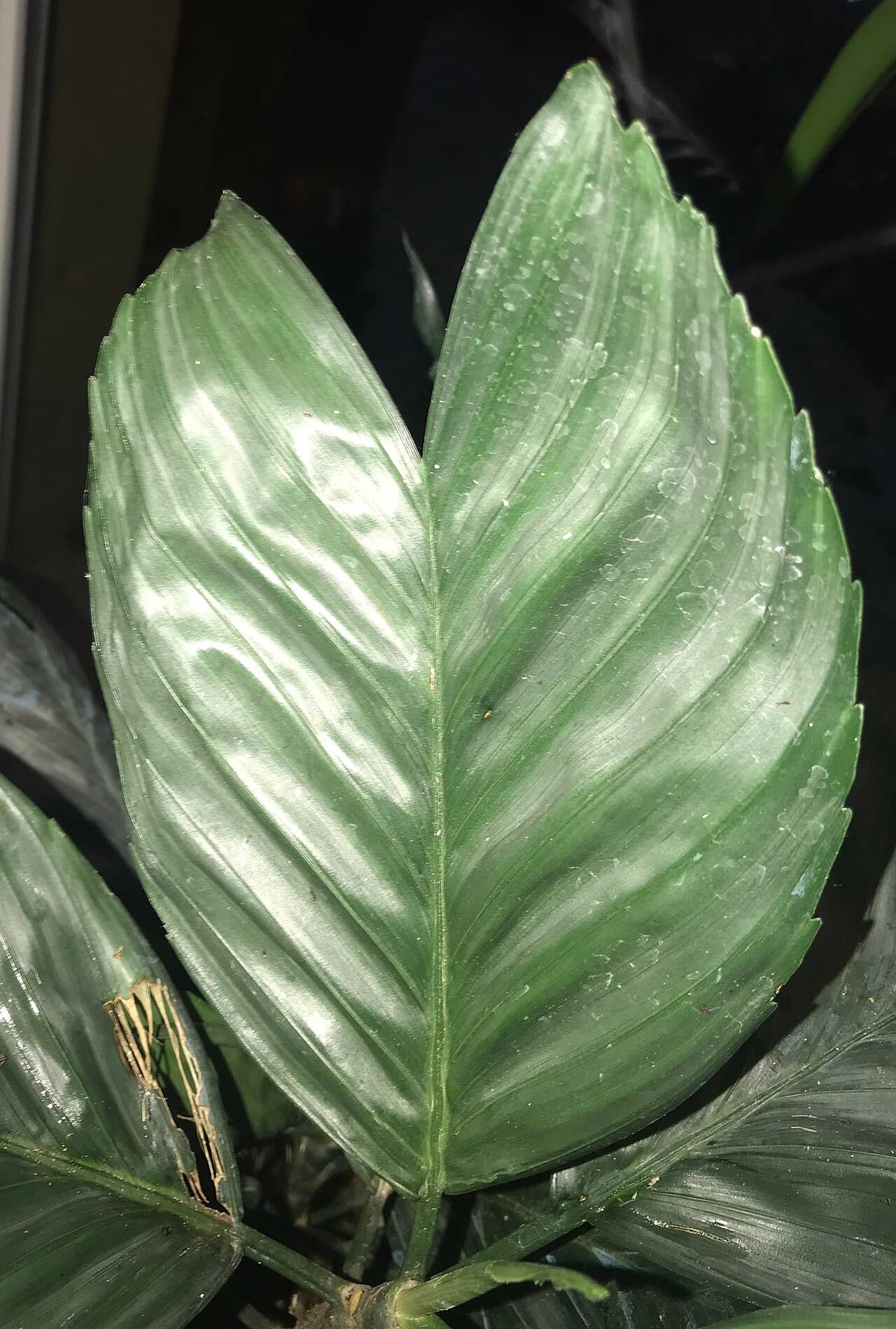 Close view of Chamaedorea metallica (Chamaedorea metallica) foliage.