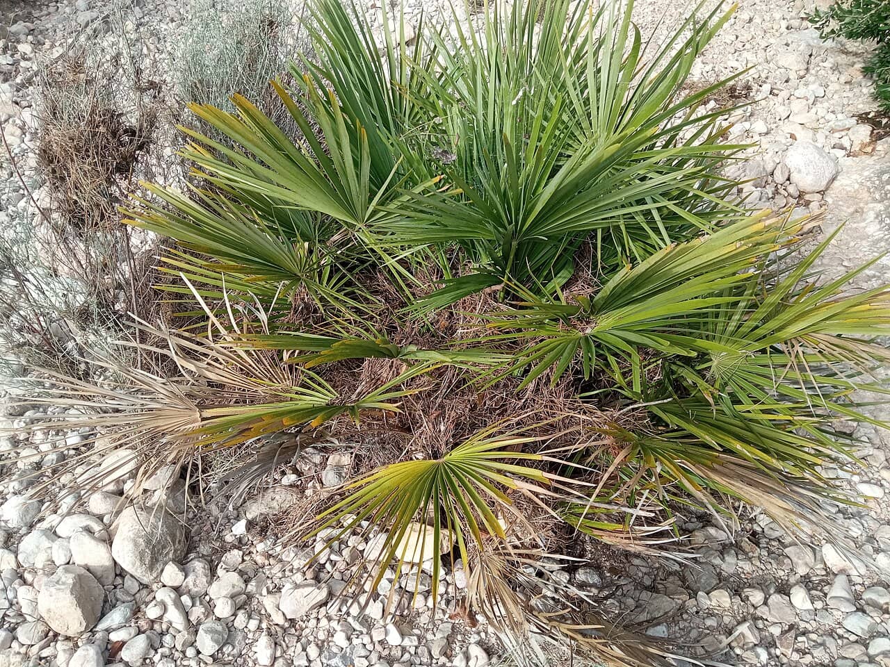Dwarf Palm (Chamaerops humilis), the whole plant.