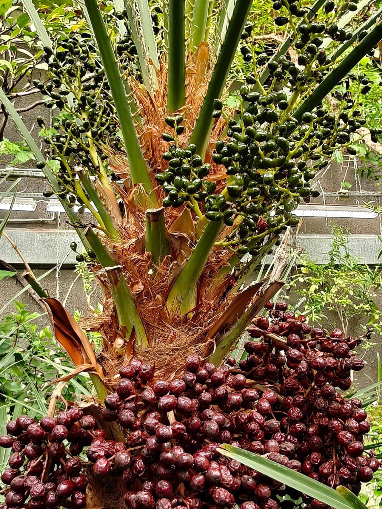 Close view of Dwarf Palm (Chamaerops humilis) foliage.