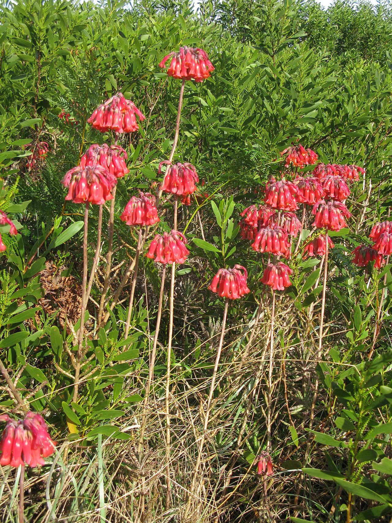 Chandelier Plant (Kalanchoe delagoensis), the whole plant.