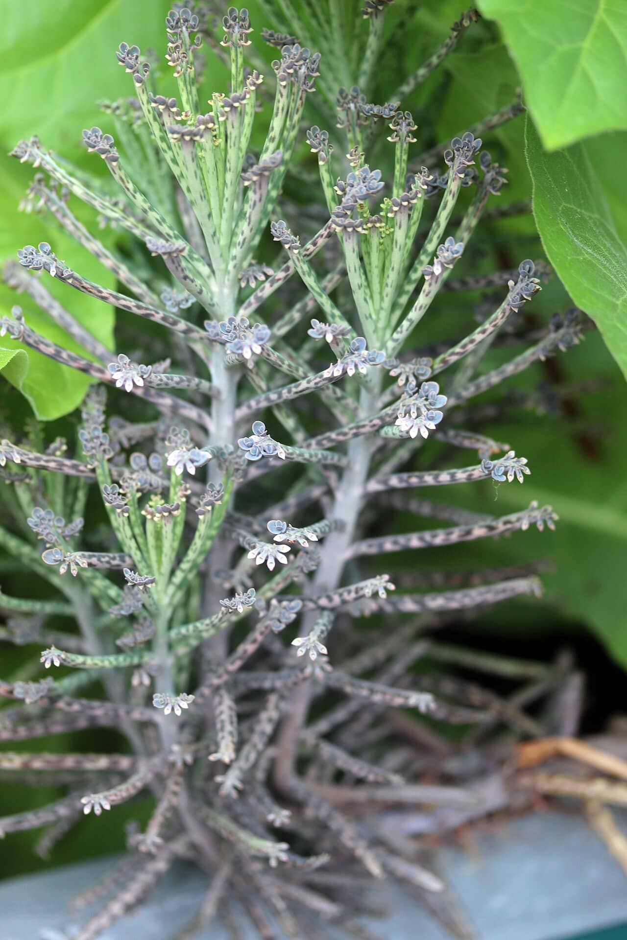 Close view of Chandelier Plant (Kalanchoe delagoensis) foliage.
