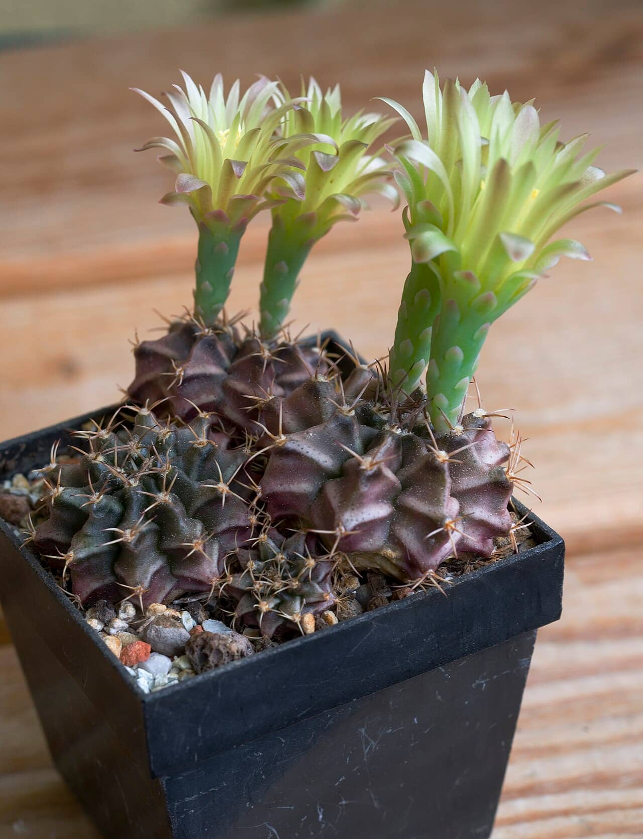 Chin Cactus (Gymnocalycium mihanovichii), the whole plant.