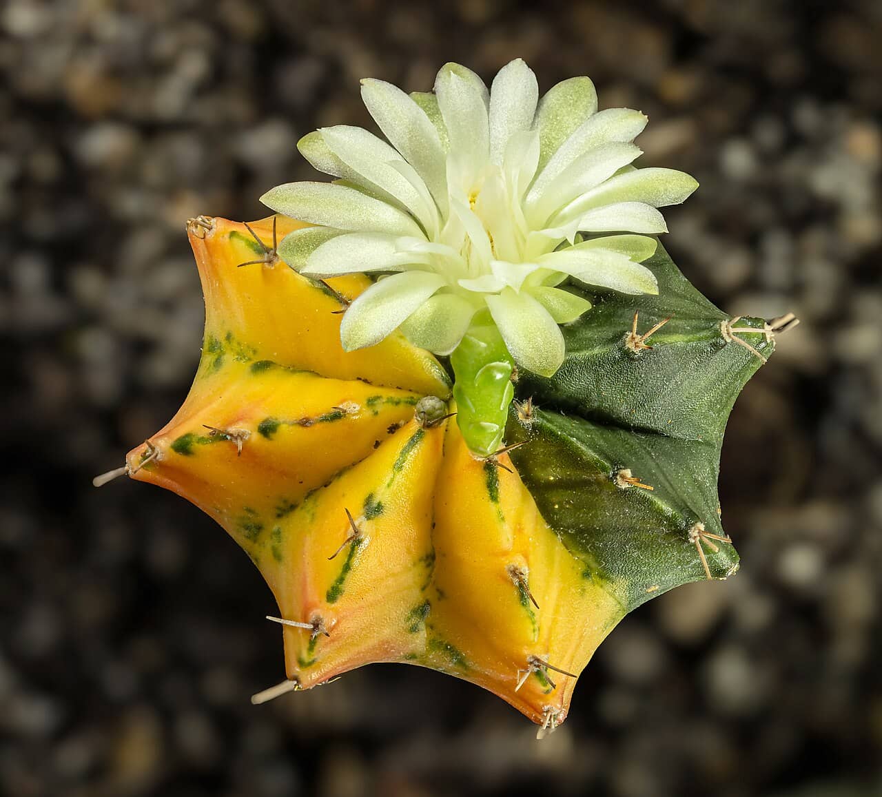 Flowers of Chin Cactus (Gymnocalycium mihanovichii).
