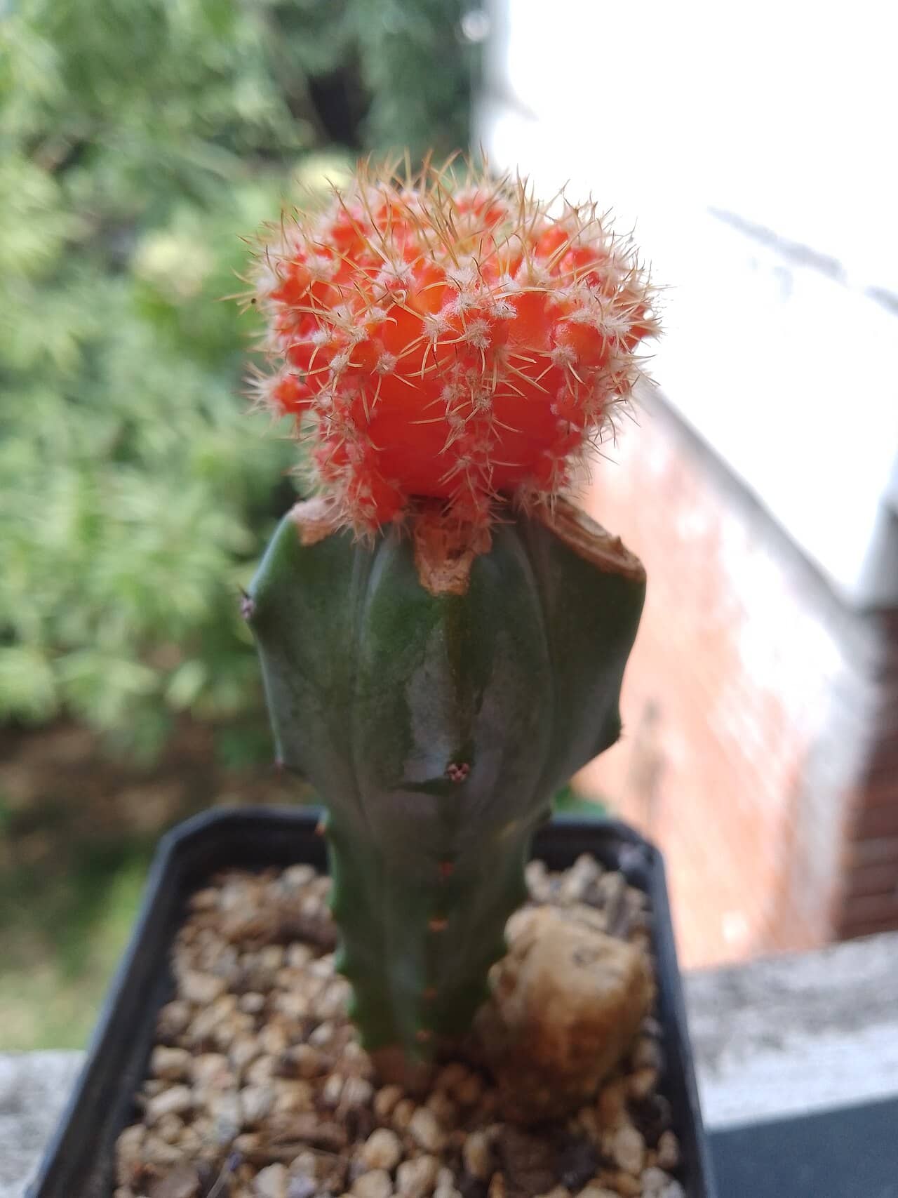 Chin Cactus (Gymnocalycium mihanovichii) growing in a pot.