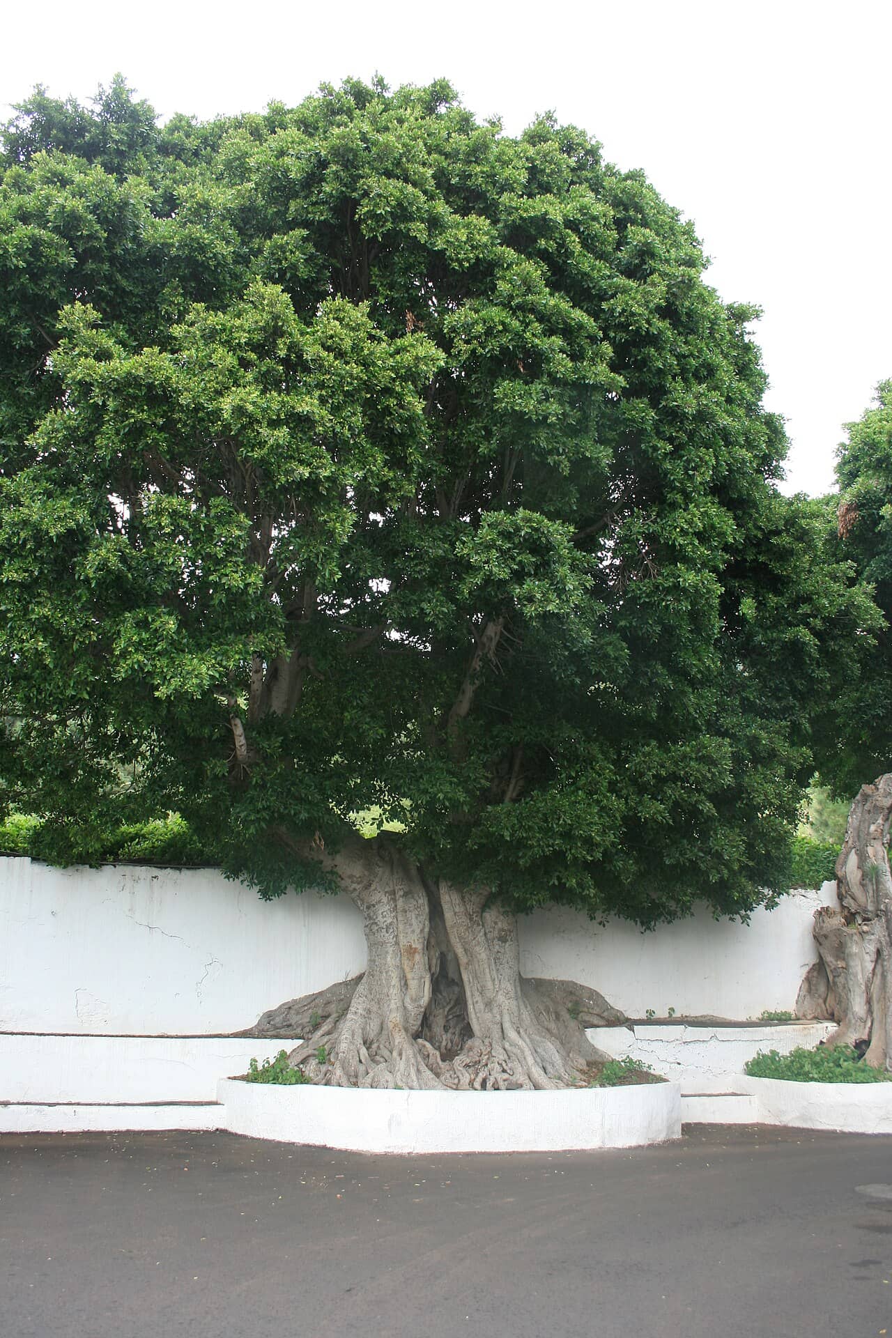 Chinese banyan (Ficus microcarpa), the whole plant.