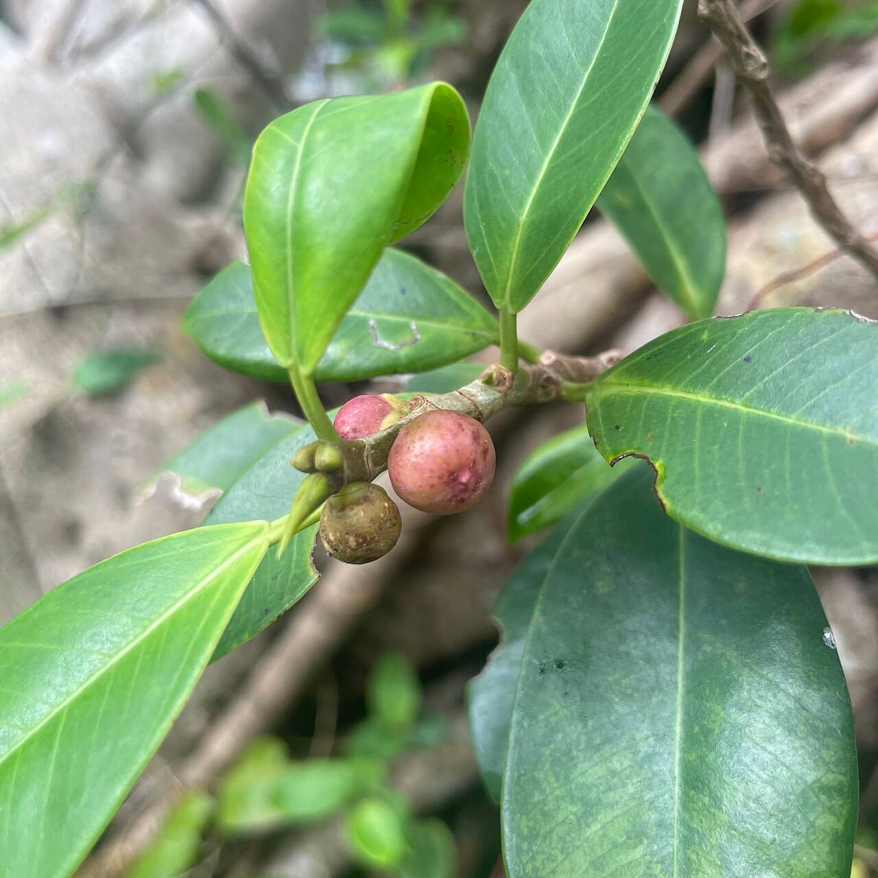 Close view of Chinese banyan (Ficus microcarpa) foliage.