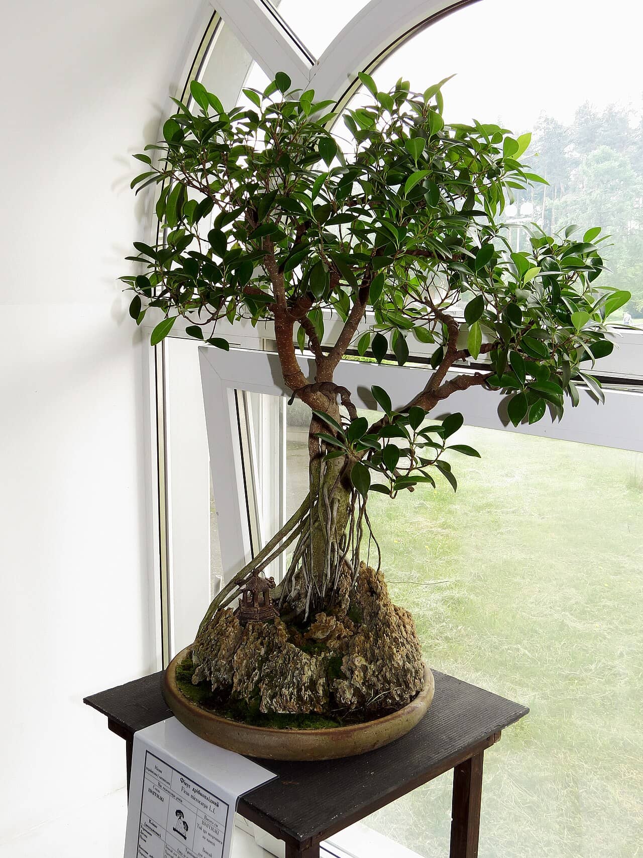 Chinese banyan (Ficus microcarpa) growing in a pot.