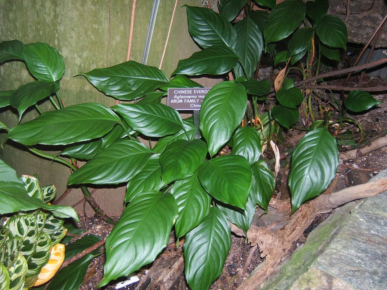 Chinese evergreen (Aglaonema modestum), the whole plant.