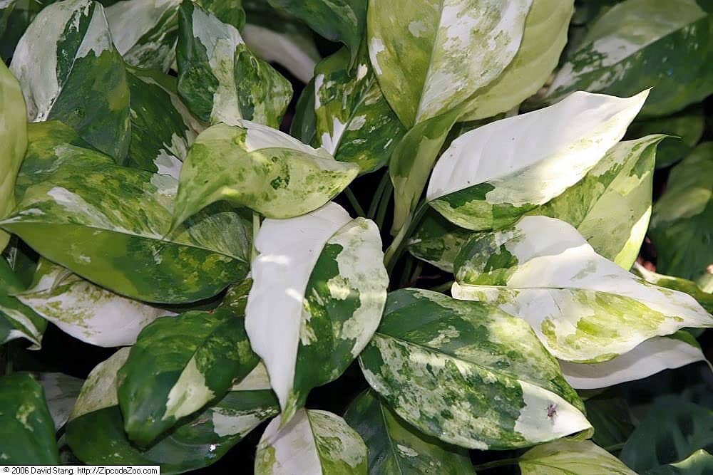 Close view of Chinese evergreen (Aglaonema modestum) foliage.