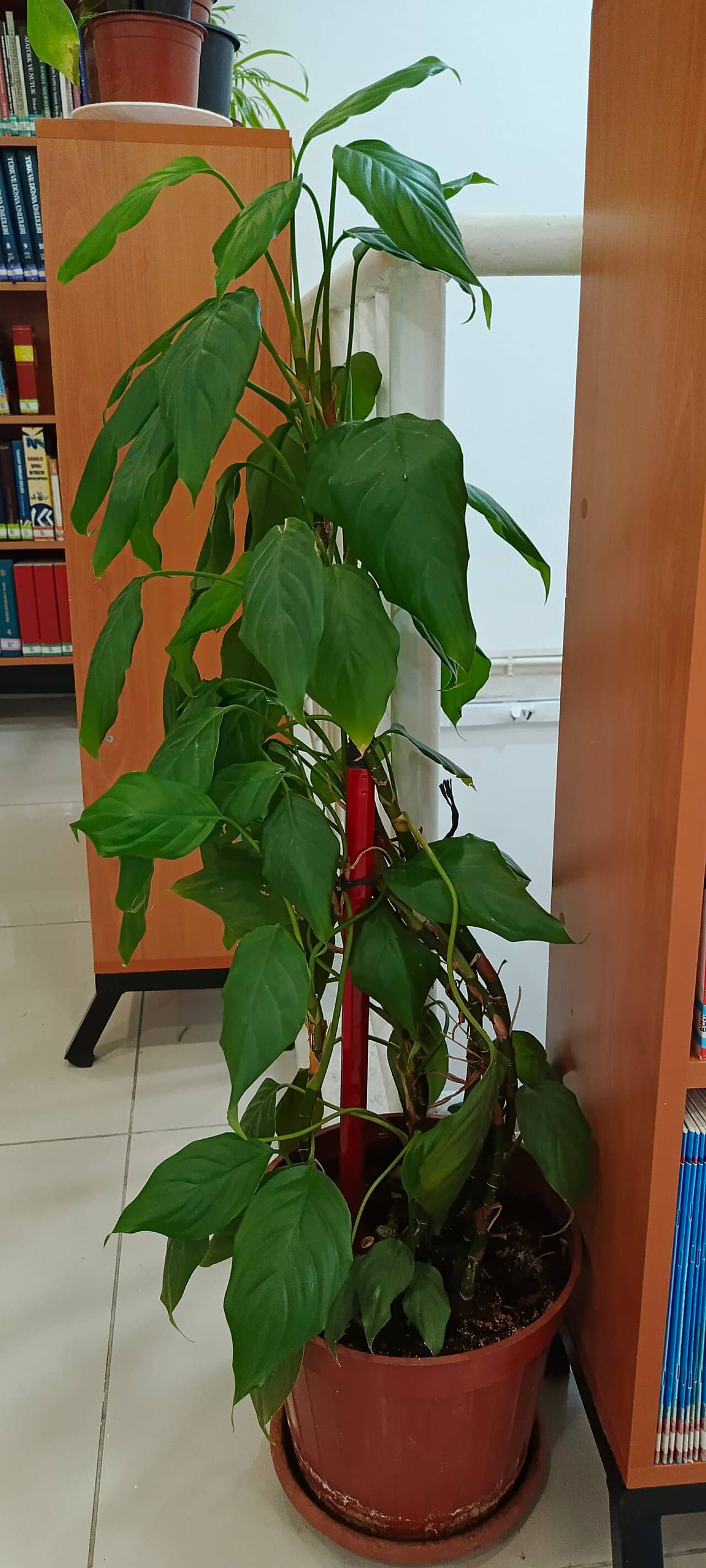 Chinese evergreen (Aglaonema modestum) growing in a pot.