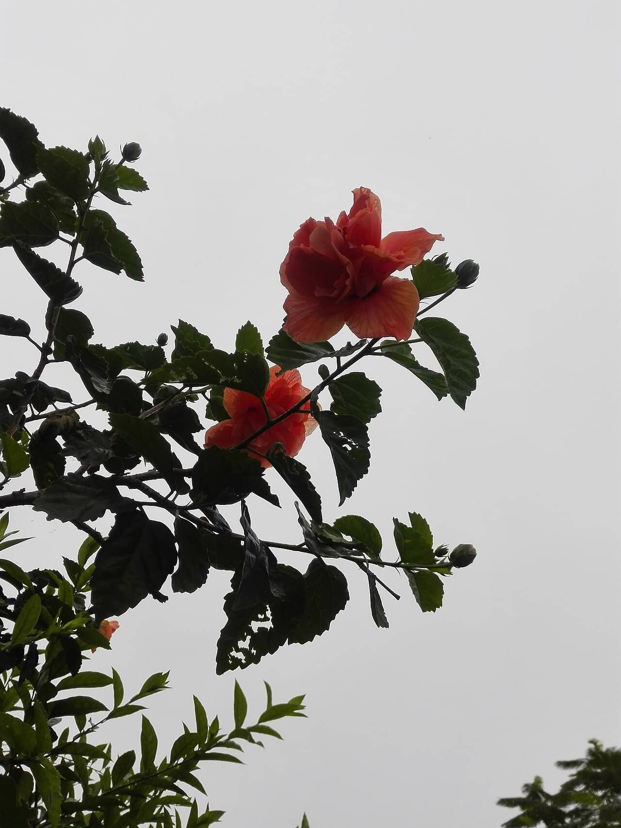 Chinese hibiscus (Hibiscus rosa-sinensis), the whole plant.