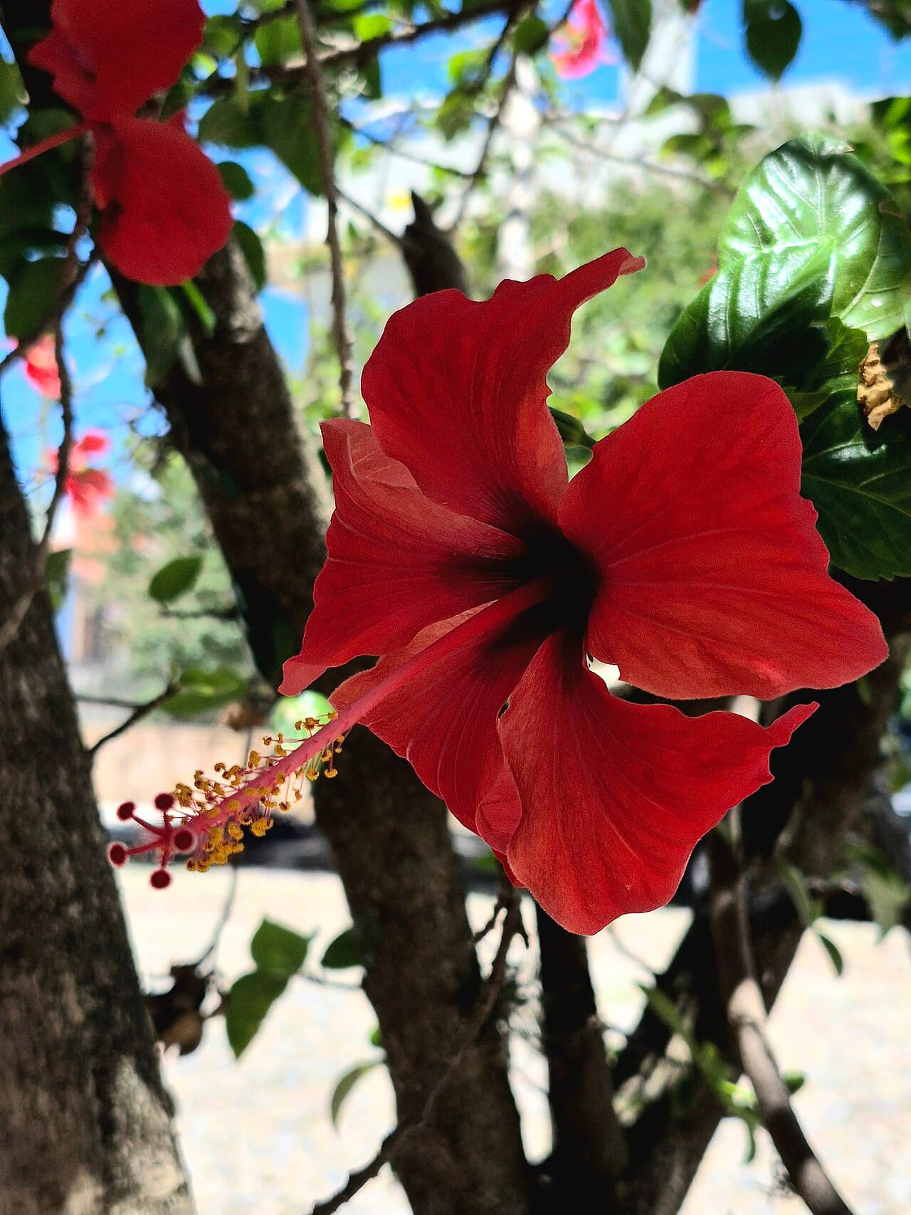 Flowers of Chinese hibiscus (Hibiscus rosa-sinensis).