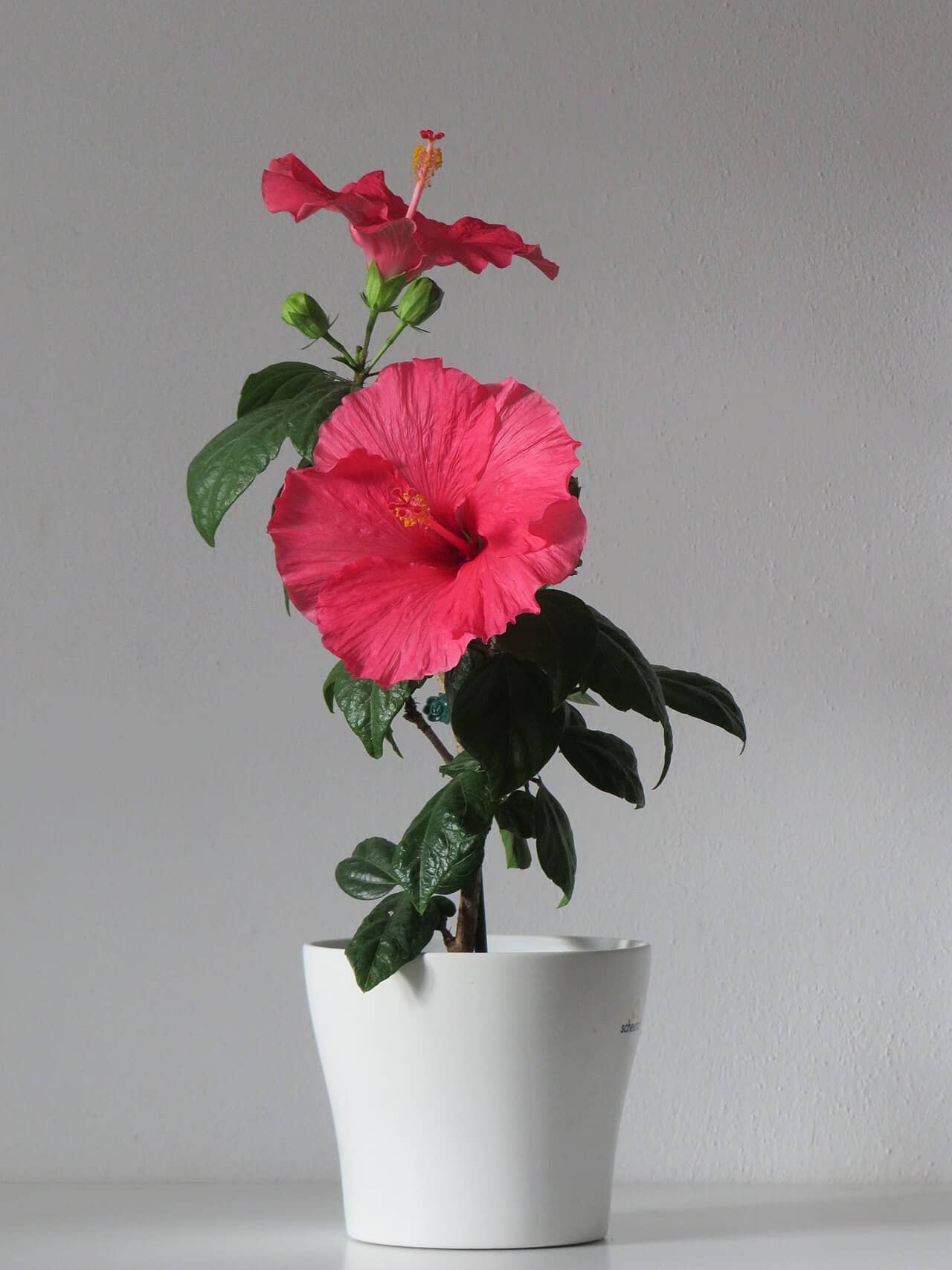 Chinese hibiscus (Hibiscus rosa-sinensis) growing in a pot.