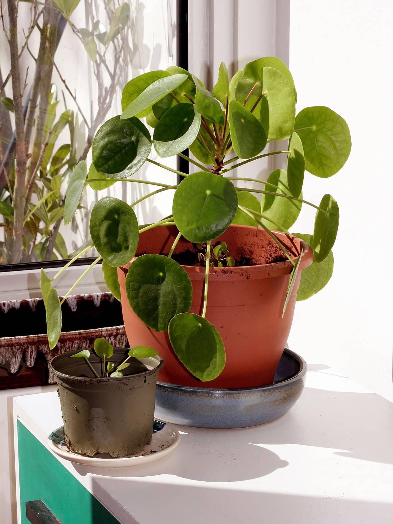 Chinese money plant (Pilea peperomioides), the whole plant.