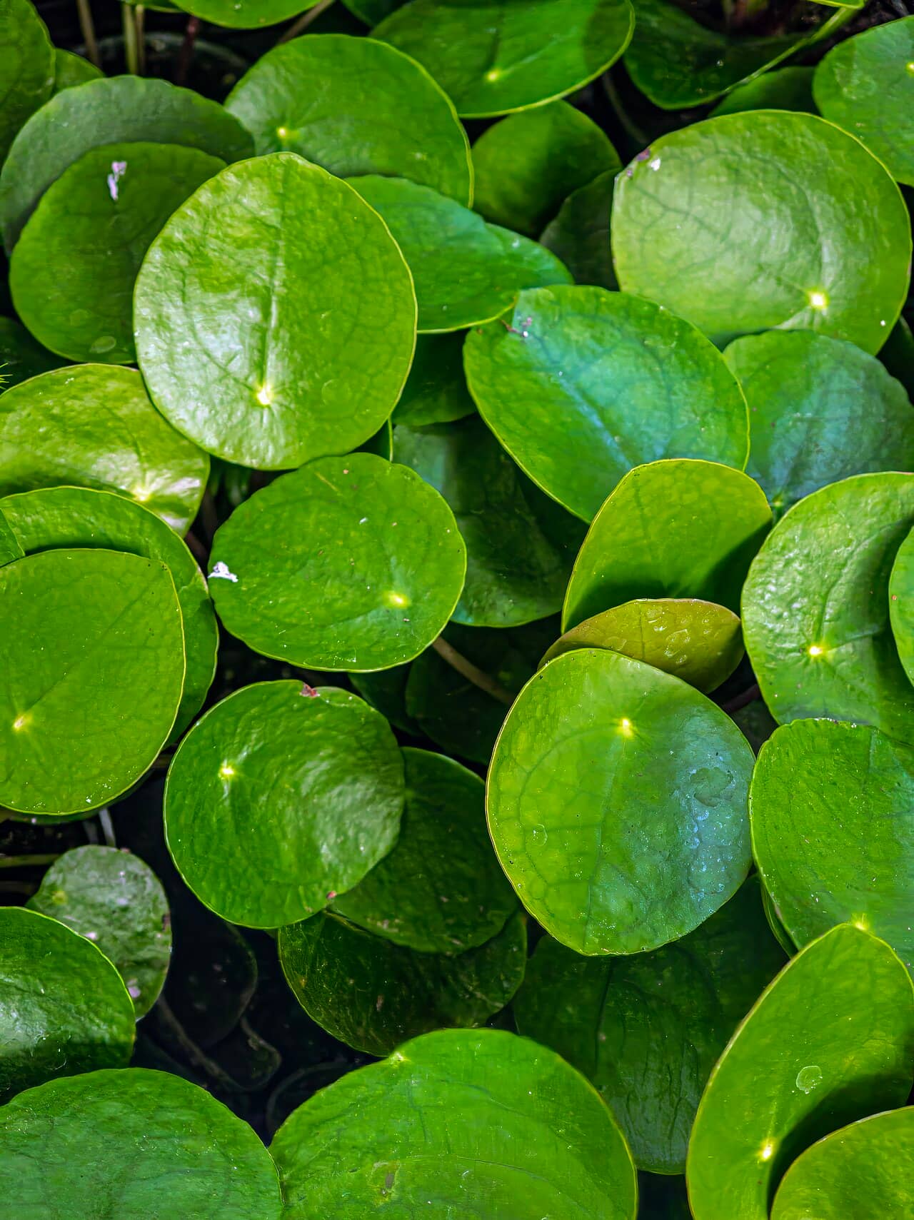 Close view of Chinese money plant (Pilea peperomioides) foliage.