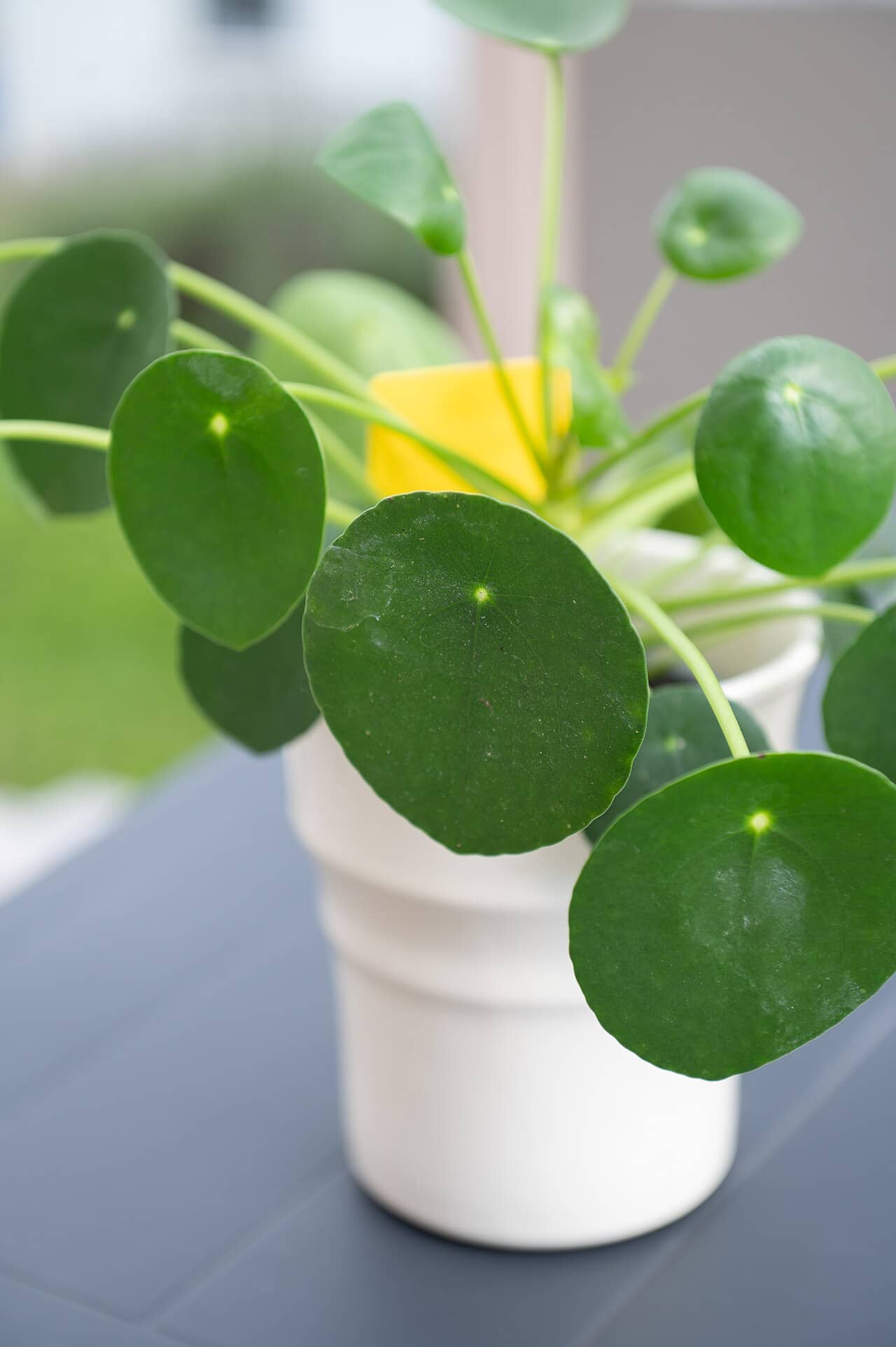 Chinese money plant (Pilea peperomioides) growing in a pot.