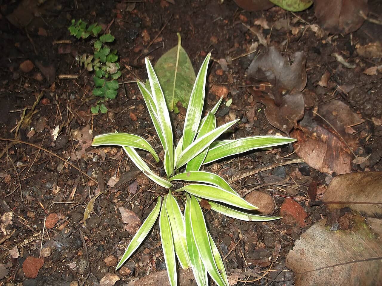 Bichetii Grass (Chlorophytum laxum), the whole plant.