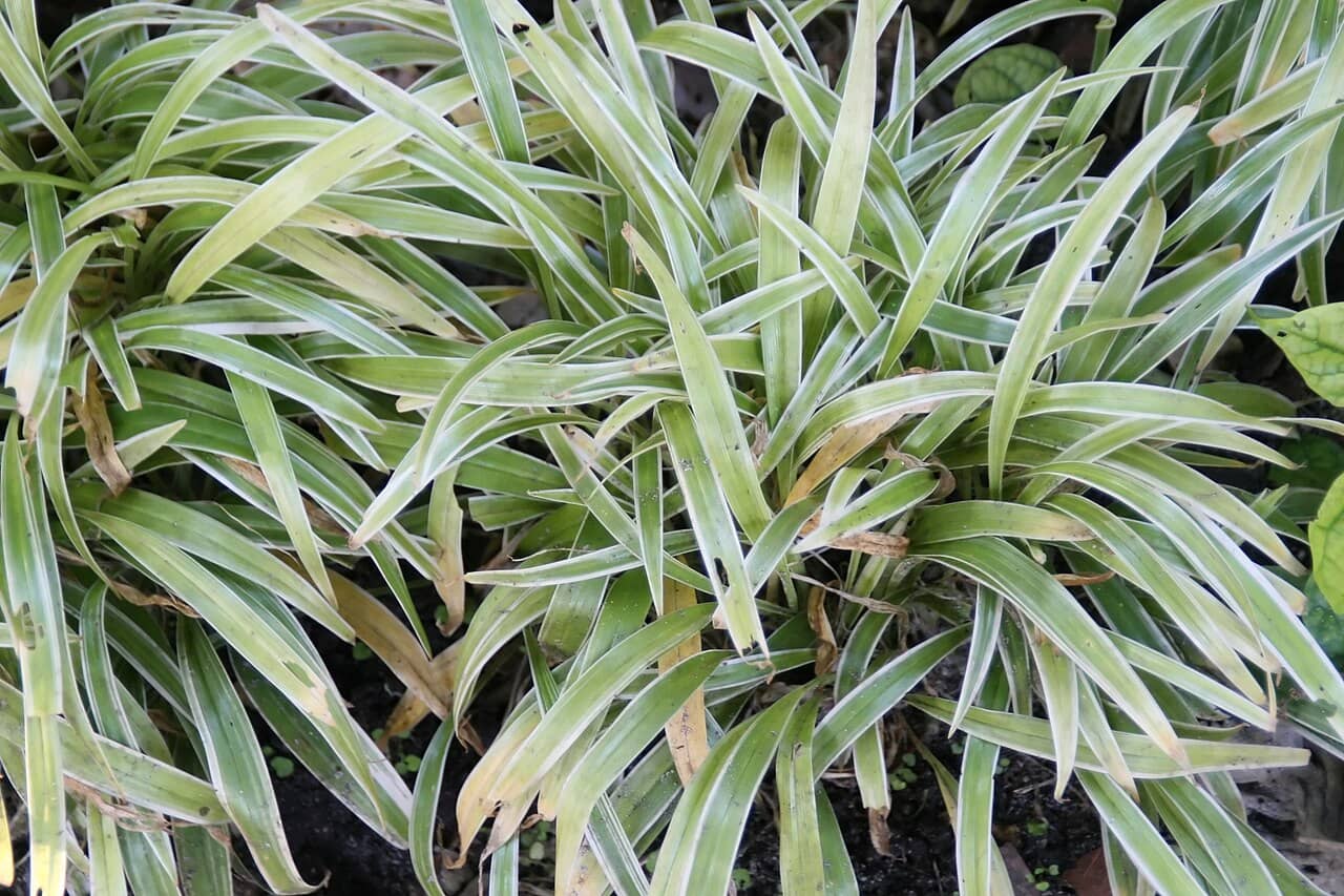 Close view of Bichetii Grass (Chlorophytum laxum) foliage.