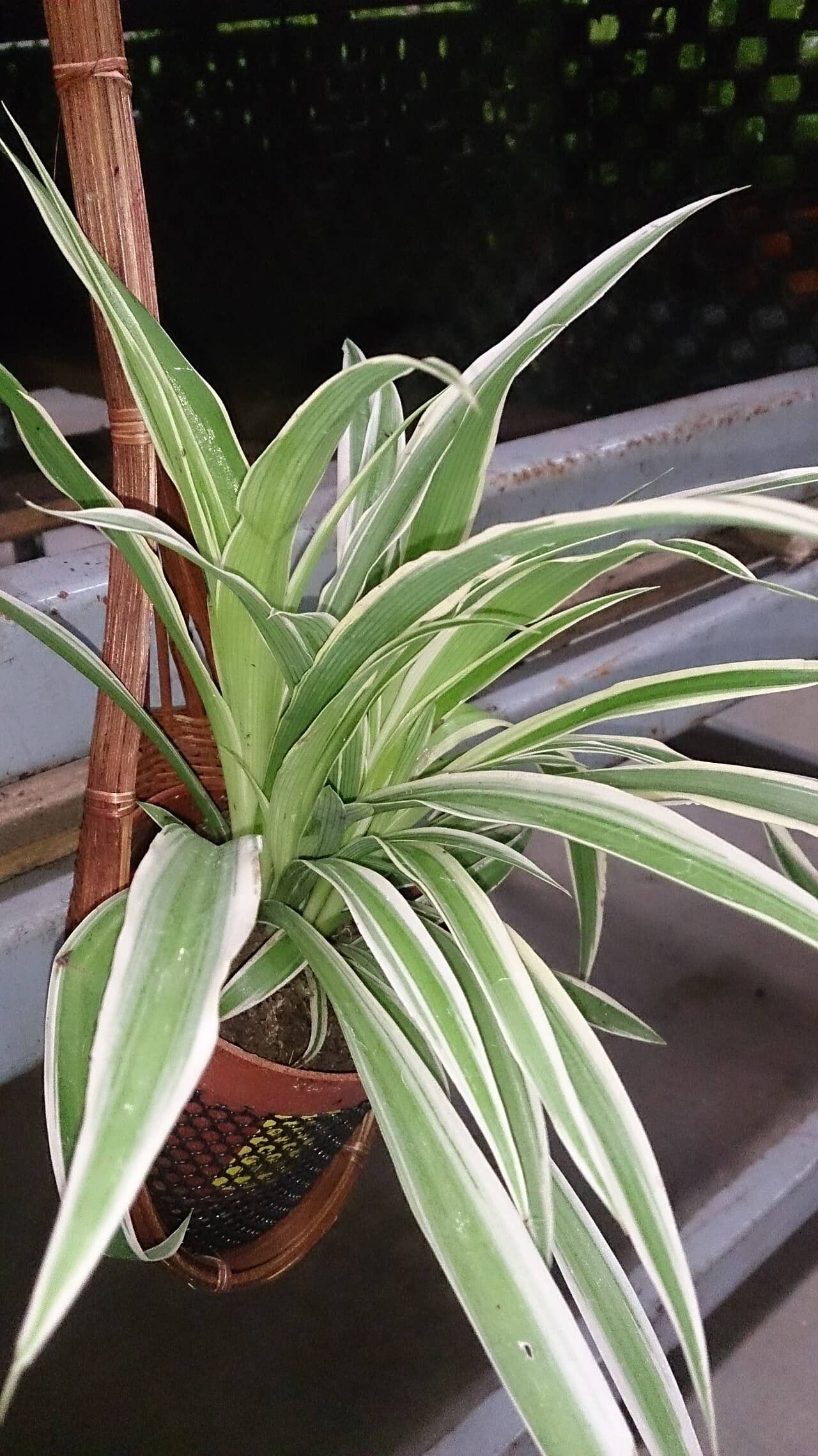 Bichetii Grass (Chlorophytum laxum) growing in a pot.