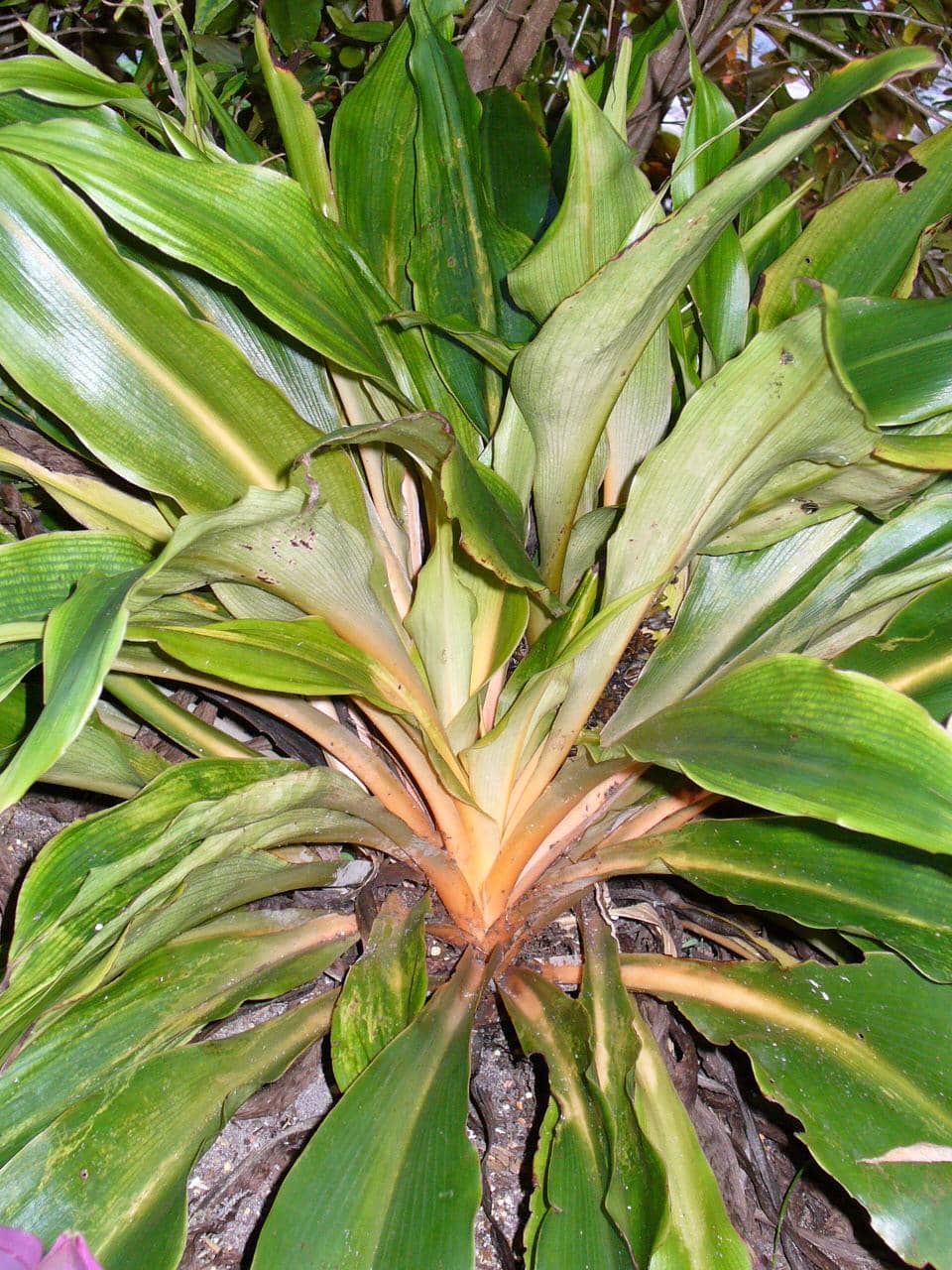 Fire Flash (Chlorophytum orchidastrum), the whole plant.