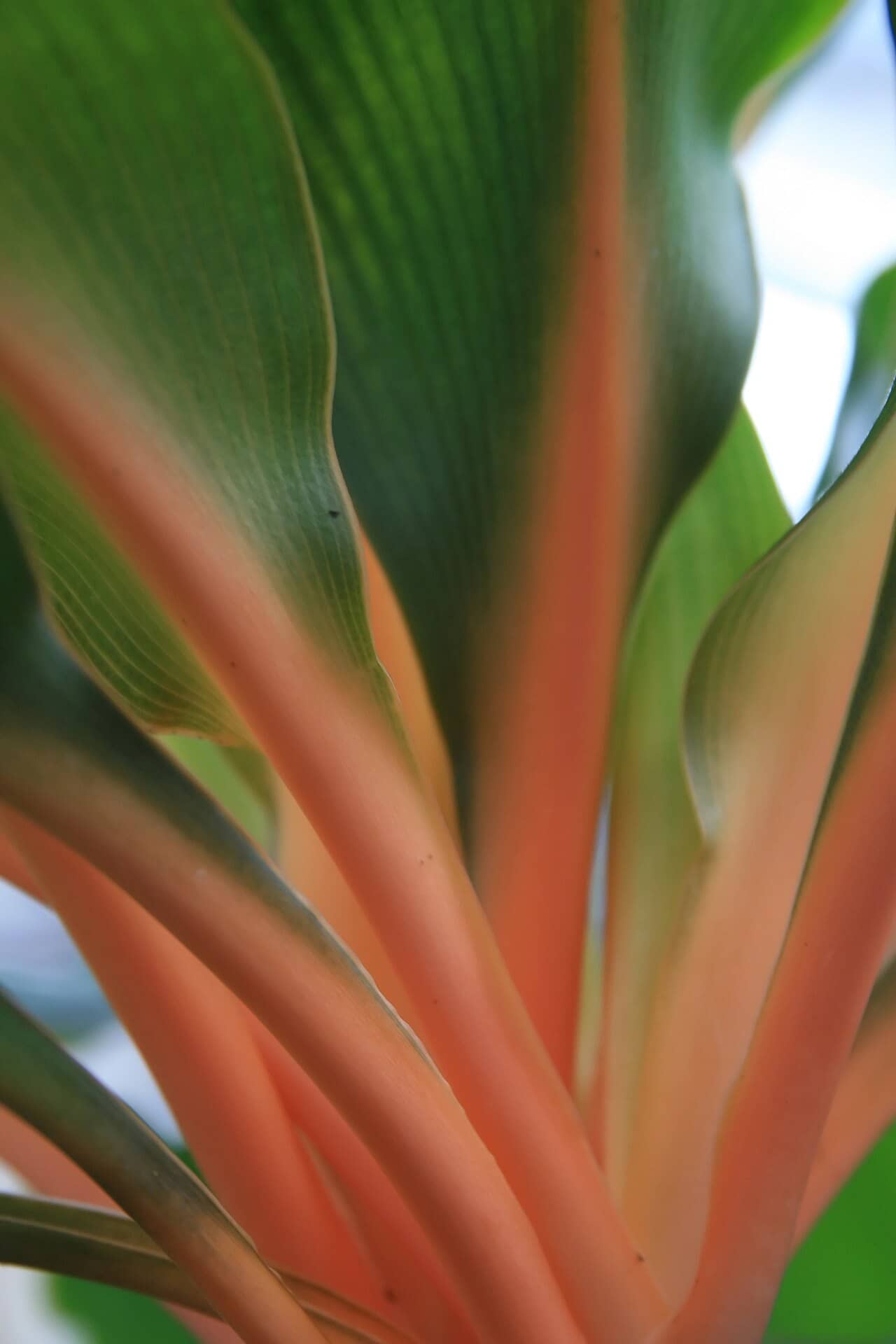 Close view of Fire Flash (Chlorophytum orchidastrum) foliage.