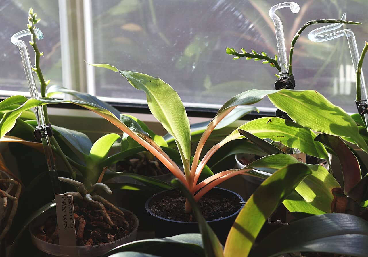 Fire Flash (Chlorophytum orchidastrum) growing in a pot.