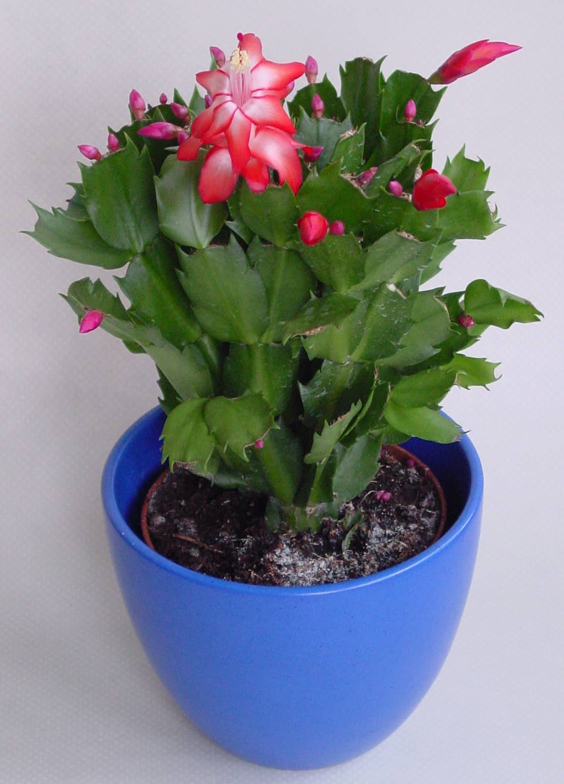 Christmas cactus (Schlumbergera truncata), the whole plant.