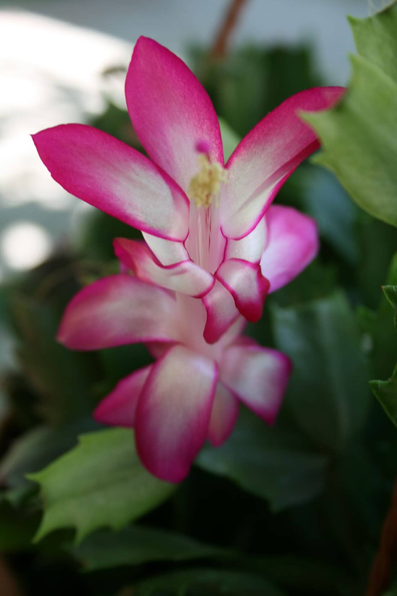 Flowers of Christmas cactus (Schlumbergera truncata).