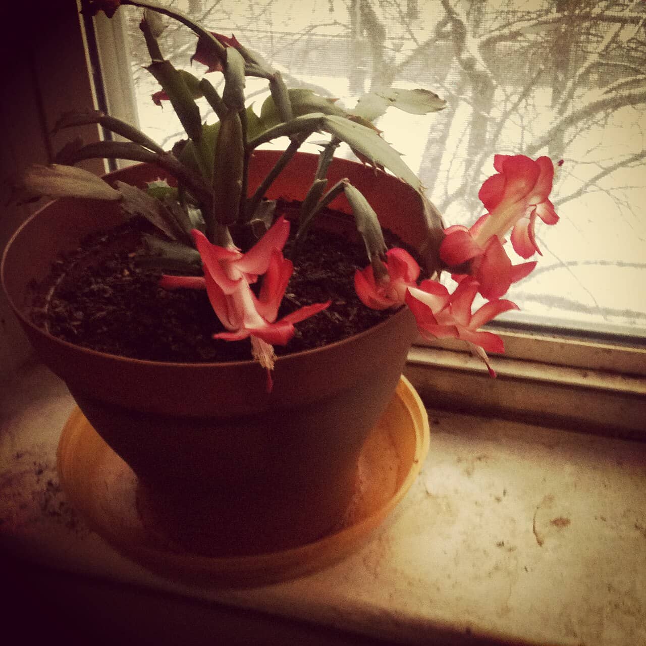 Christmas cactus (Schlumbergera truncata) growing in a pot.