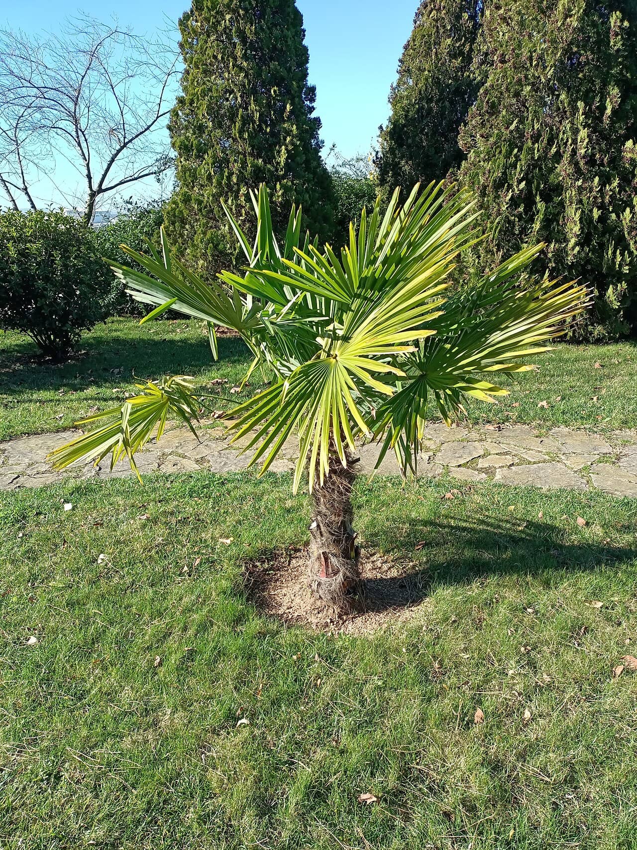 Chusan palm (Trachycarpus fortunei), the whole plant.