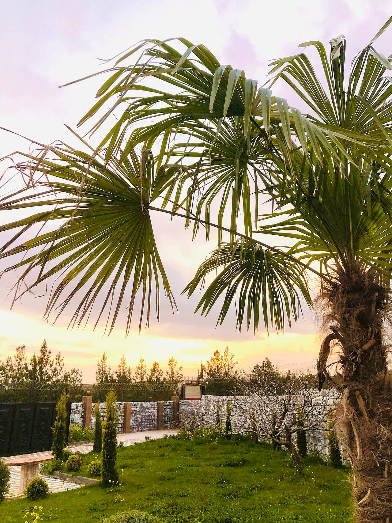 Close view of Chusan palm (Trachycarpus fortunei) foliage.