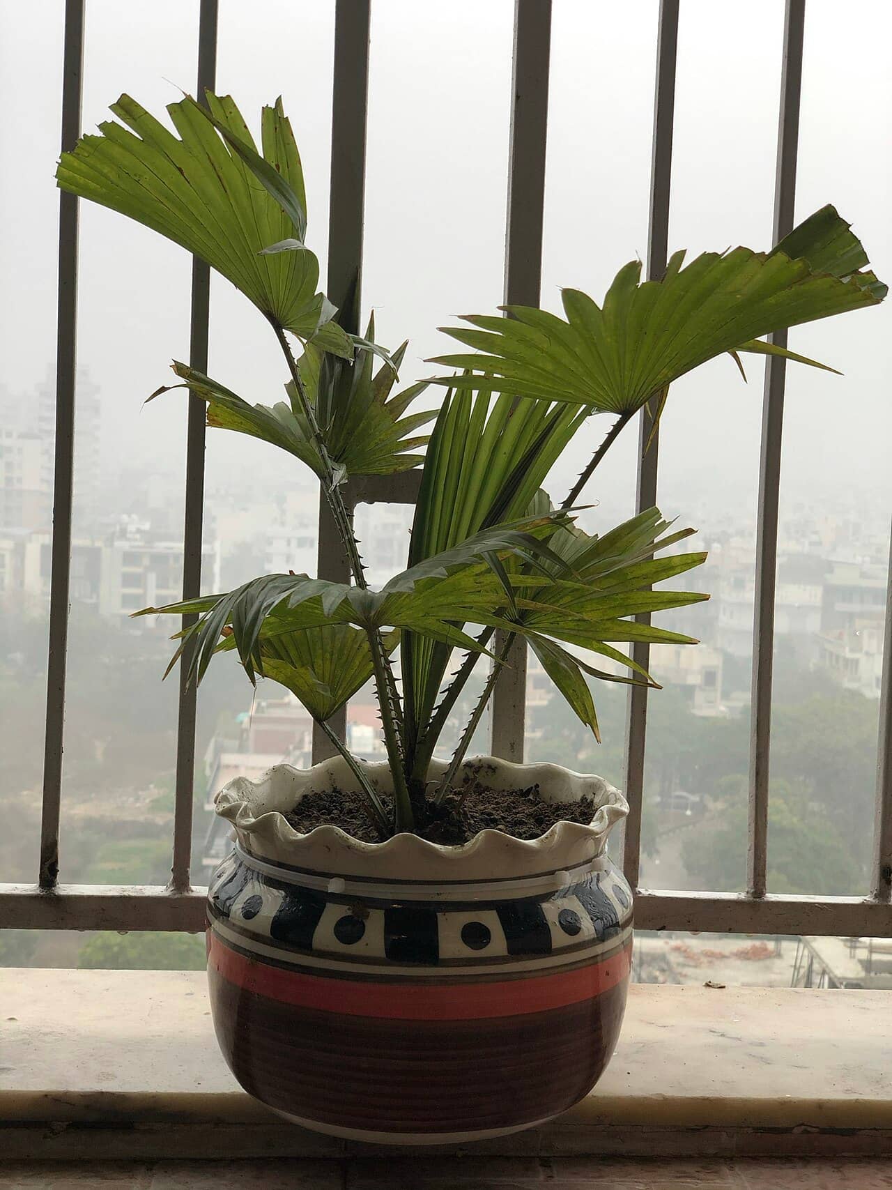 Chusan palm (Trachycarpus fortunei) growing in a pot.