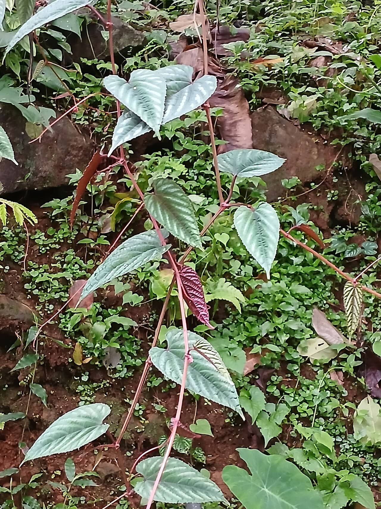 Cissus discolor (Cissus discolor), the whole plant.